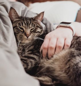 cat snuggling with person