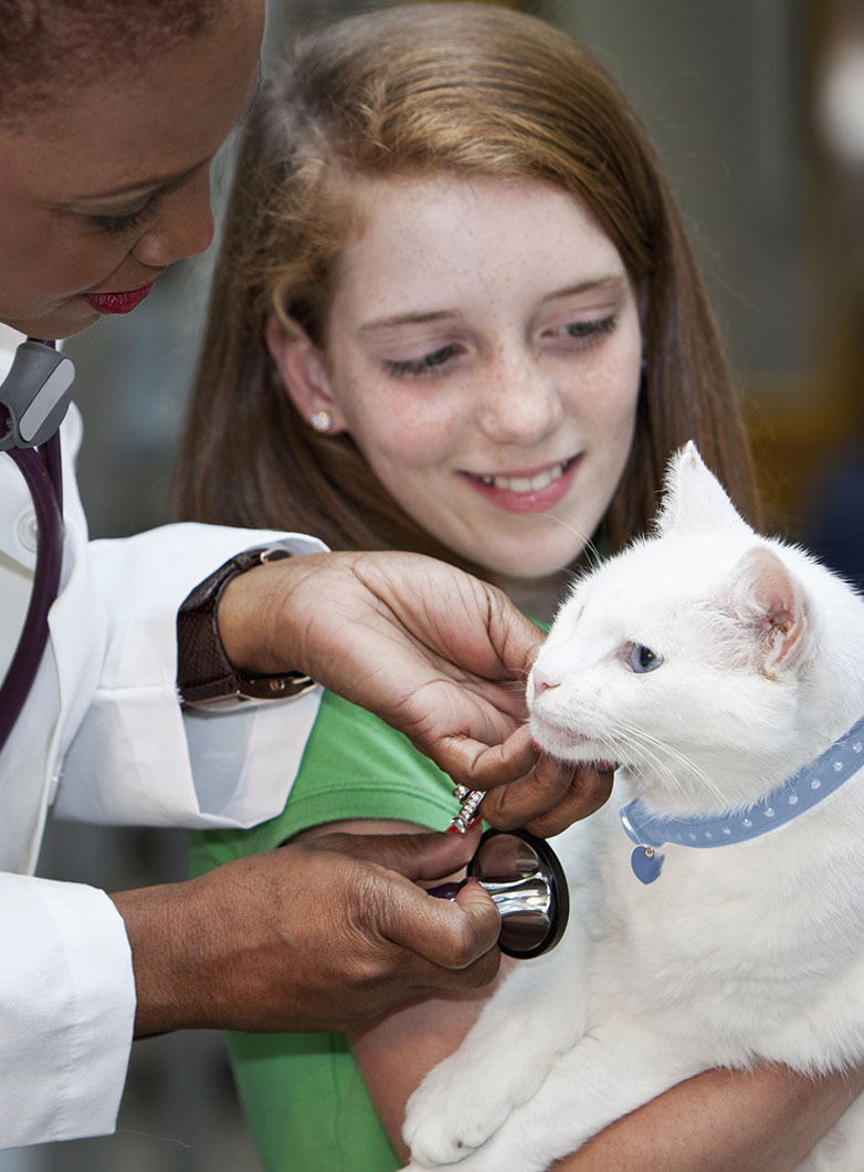 Girl taking pet cat to vet